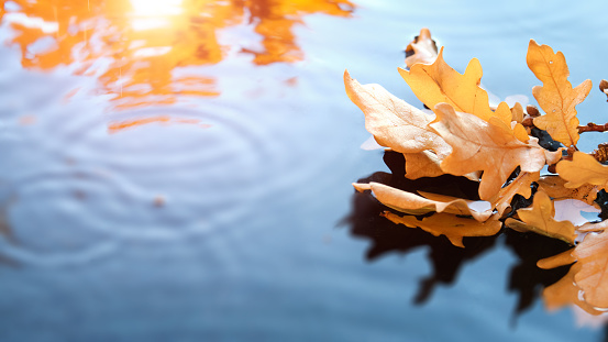 Autumn leaves in water with ripple, copy-space. Panoramic banner image. Abstract Fall backdrop, wallpaper blue, turquoise, red and orange flare.
