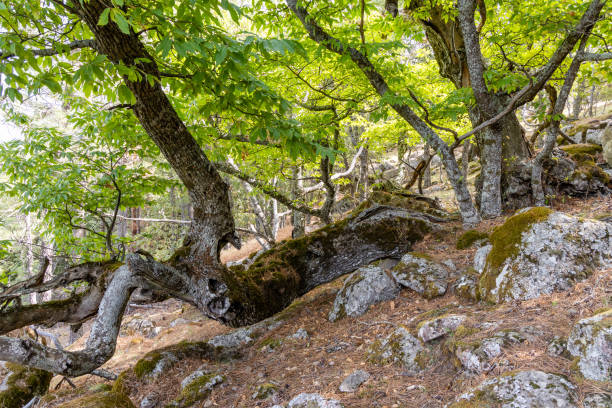 istock Chestnut forest in the Castanar El Tiemblo. Avila (Spain) 1433393762