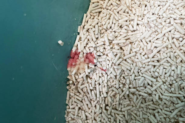 애완 동물 화장실 상자 안에 있는 모래 크리스탈 고양이 쓰레기에 고양이 오줌 피. 요로 감염, 소변의 결정 및 간질 성 방광염. - interstitial 뉴스 사진 이미지