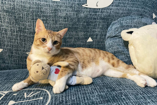 istock sleeping cat with a doll. tabby  kitten snoozing comfortably hug teddy bear on fur white carpet. Little Cat sleep on cozy blanket hugs toy. Baby kitten sweet dreams. 1433393827