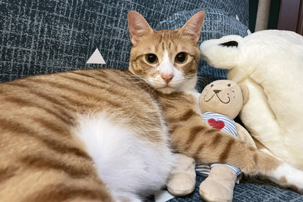 istock sleeping cat with a doll. tabby  kitten snoozing comfortably hug teddy bear on fur white carpet. Little Cat sleep on cozy blanket hugs toy. Baby kitten sweet dreams. 1433393834