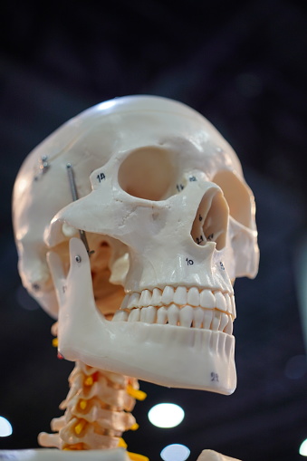 Close-up Skull and bones of the human head