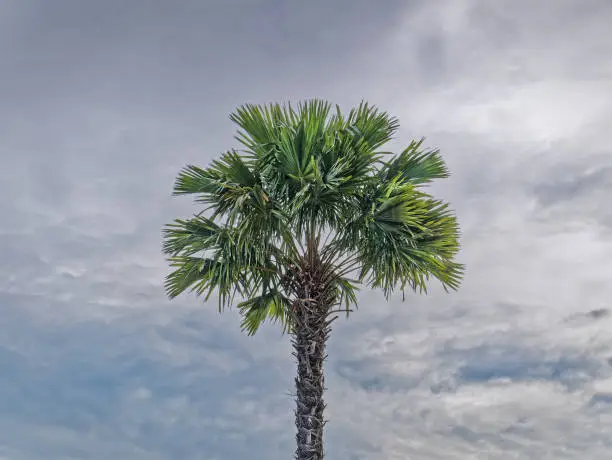Palm Tree Against Dark Cloudy Sky