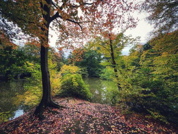 istock Golden autumn forest and lake 1433395593