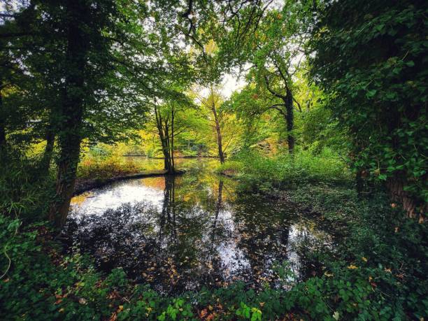 Wide angle colour image depicting a beautiful forest in early autumn with the trees beginning to change colour. The trees flank a lake in which the sky and cloudscape is reflected.