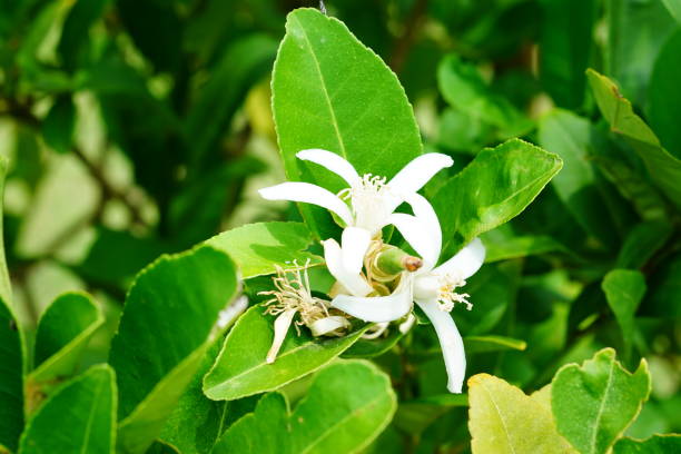 albero di limone foglie e fiori - agriculture branch cut flowers citrus fruit foto e immagini stock