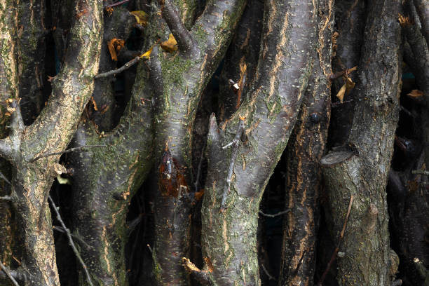 istock Row of fresh firewood as background. Just saw down trees' branches 1433396968