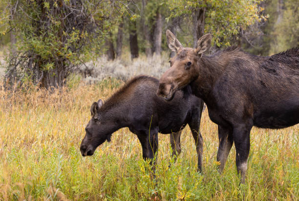 istock Cow and Calf Moose in Wyoming in Fall 1433397032