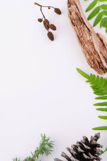 istock mock up. Ingredients for perfume. Fragrance design. Flat lay composition on a white background. Coniferous tree, Forest fragrance, bark, cedar 1433398735