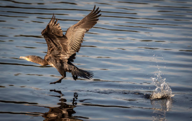 istock Cormorant taking off from Scottish loch 1433399669