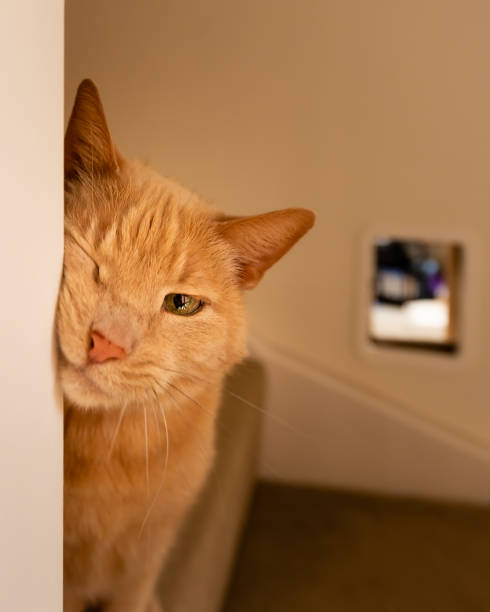 istock Ginger cat in home ii rubbing cheek on wall. 1433400298