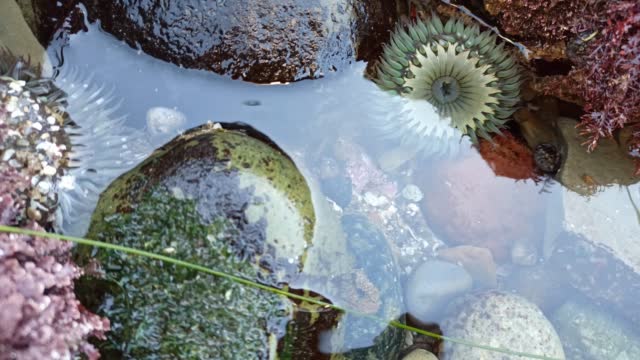 Sea anemone tentacles in tide pool water, anemones in tidepool. Actiniaria polyp