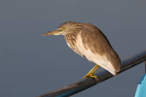 istock Indian Pond heron sitting on steel pipe 1433401370