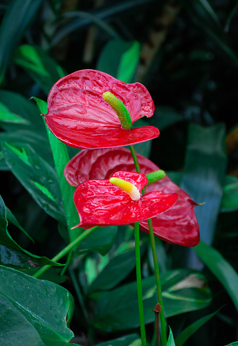 Anthurium flower, a genus of evergreen plants in the aroid family, close-up