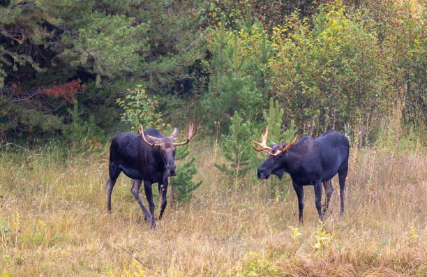 istock Bull Moose Fighting in Wyoming in Autumn 1433402404