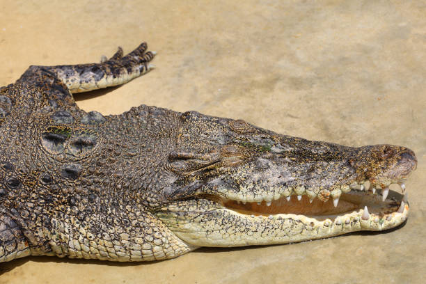 istock Close up big head crocodile is danger animal wildlife 1433406522
