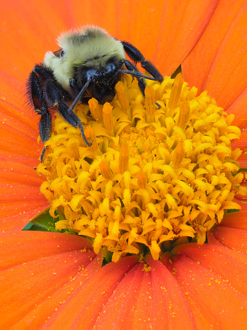 A Close-up Focus Stacked Image of a Bumble Bee on an Orange Indian Sunflower