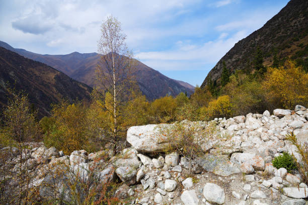 Ak Sai valley autumn landscape. Stone run, birch trees and view on high peaks of  Tian Shan mountains.  Ala Archa national park, Kyrgyzstan