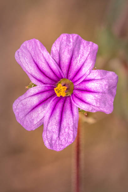 istock (Erodium botrys) Mediterranean stork's-bill Wild flower during spring, Cape Town, South Africa 1433408466