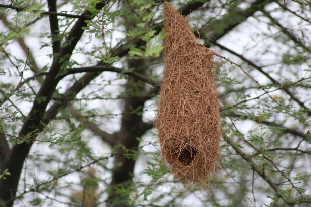 bird baya weaver nest hanging