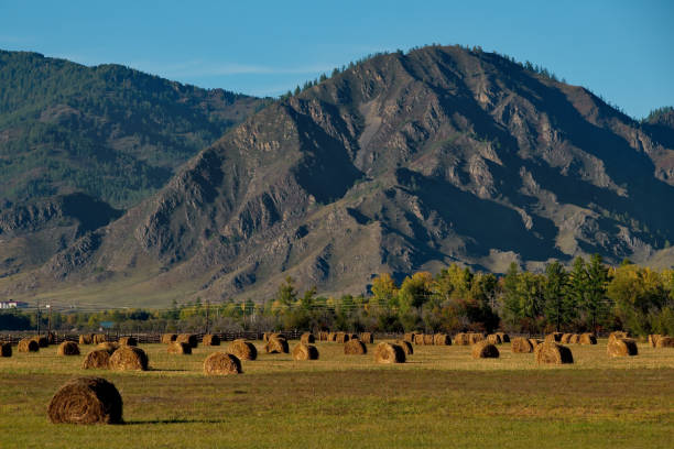 istock Autumn haymaking in the Altai 1433409682