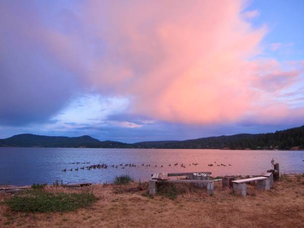 istock Canada geese on Sooke Basin at sunset 1433413717