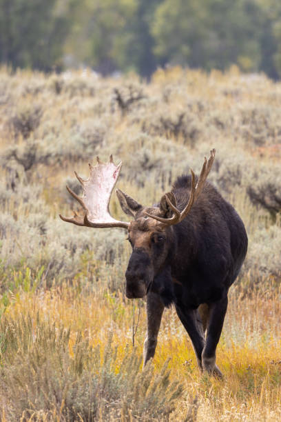 istock Bull Moose in Autumn in Wyoming 1433417933