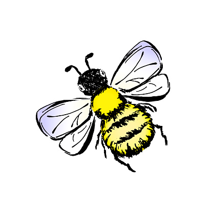 Bee - vector sketch scribble drawing. Freehand lined black outline and color spots. Illustration isolated on white background.