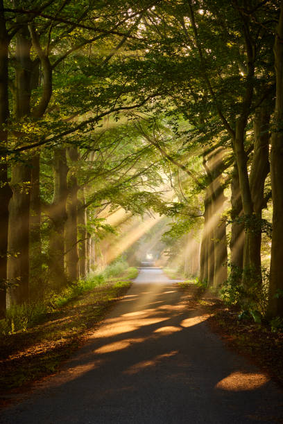 istock Rays of sunlight in a Green Forest 1433420236