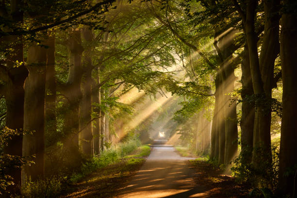 rayons de soleil dans une forêt verte - light in forests photos et images de collection