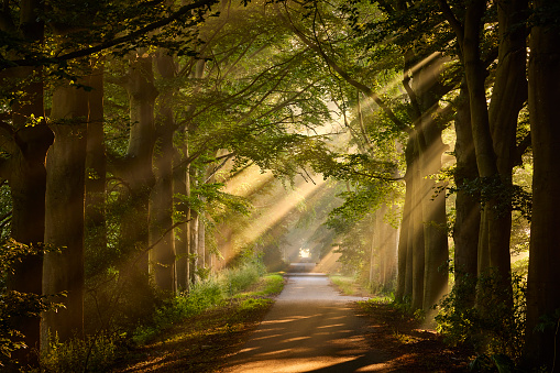 Rays of sunlight in a Green Forest