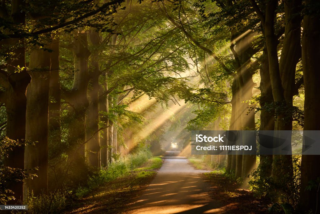 Rays of sunlight in a Green Forest Rays of sunlight in a Green Forest, the sun shines through the thick trees and branches. A cycle path runs through the forest. The fog ensures that the sun's rays are beautifully visible. Forest Stock Photo