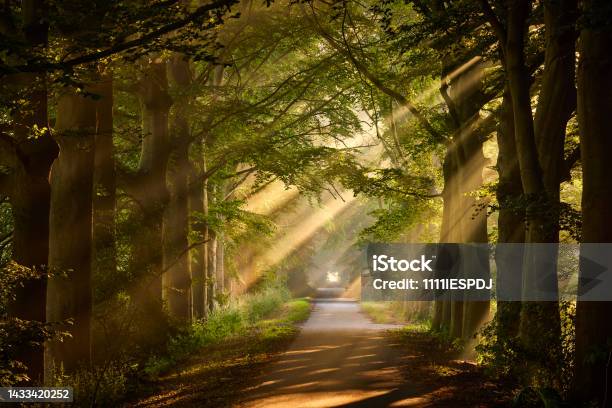 Rays Of Sunlight In A Green Forest Stock Photo - Download Image Now - Forest, Light - Natural Phenomenon, Sunbeam