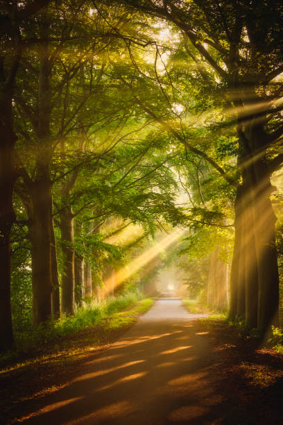 istock Rays of sunlight in a Green Forest 1433420267