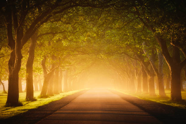A serene, foggy road winds through a quiet landscape, flanked by trees and a quaint lamp post, creating an atmosphere of tranquility and mystery.