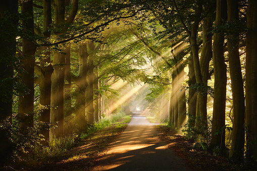 Rays of sunlight in a Green Forest, the sun shines through the thick trees and branches. A cycle path runs through the forest. The fog ensures that the sun's rays are beautifully visible.