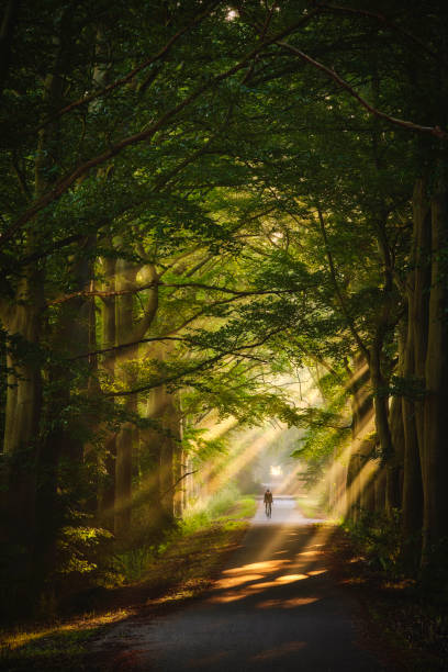 istock Rays of sunlight in a Green Forest 1433420839