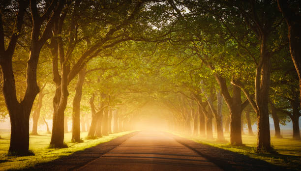 Avenue with trees in the morning fog. It's spring, the trees are growing over the road.
