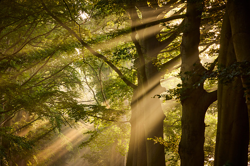 Rays of sunlight in a Green Forest