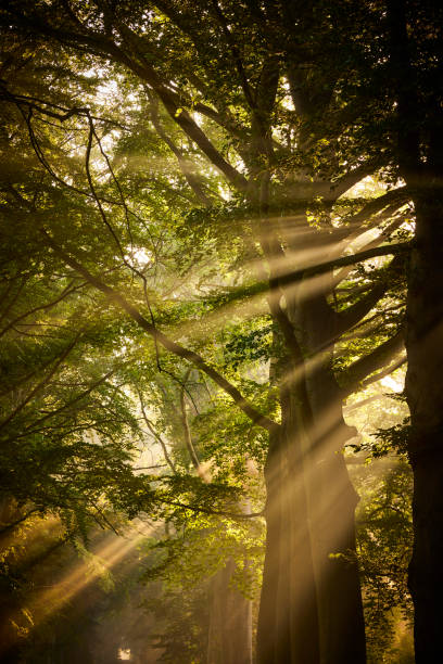 istock Rays of sunlight in a Green Forest 1433420884