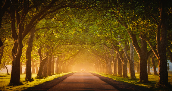 Avenue with trees in the morning fog. It's spring, the trees are growing over the road and in the distance a car with lights on is approaching.