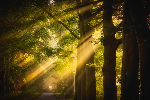 istock Rays of sunlight in a Green Forest 1433420918
