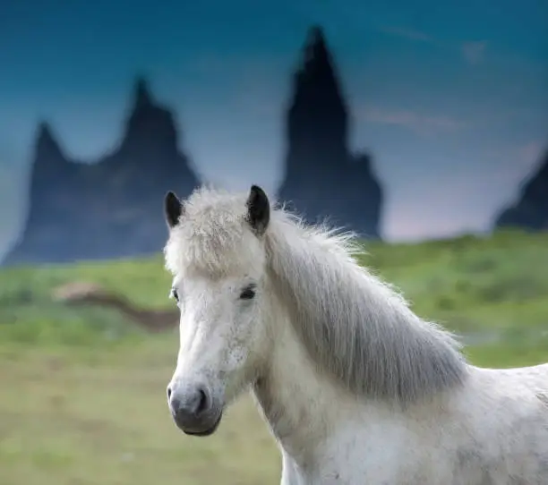 Photo of Icelandic horse on the black sand dunes of the town of Vik I Myrdal in Southern Iceland. The famous sea stacks of Reynisdrangar in the background