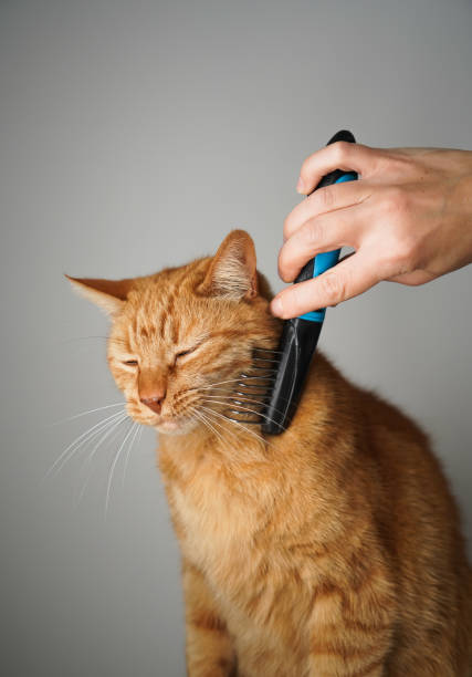 istock A red-haired cat patiently sits quietly while the owner combs the fur. 1433421814