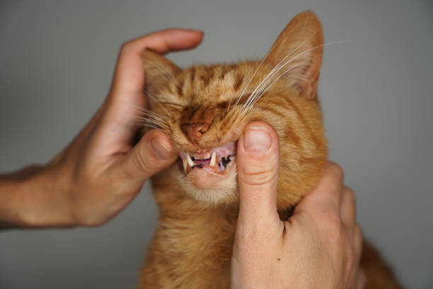istock Checking the teeth of a domestic cat 1433422423