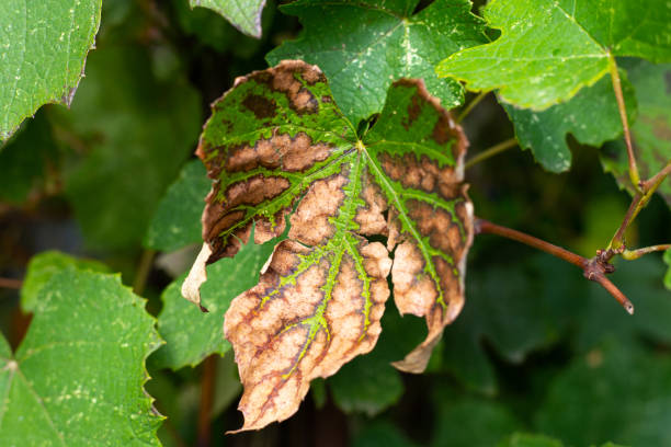 fungal attack on grape leaves