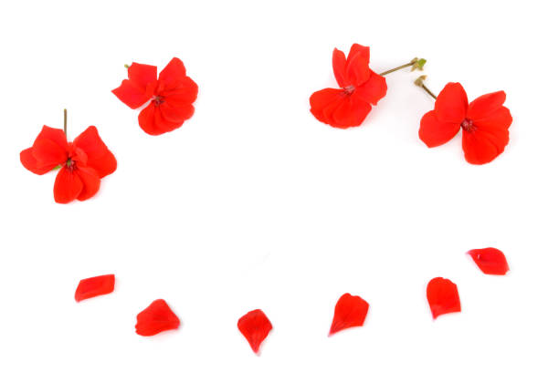 istock Geranium flowers and petals isolated on white background. 1433423846