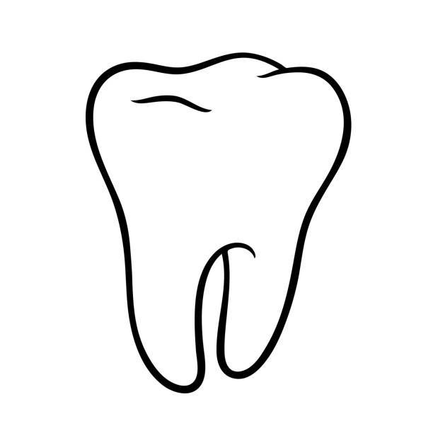 Healthy tooth icon vector illustration Healthy tooth icon in bold outline. Vector illustration. White Tooth icon isolated. teeth clipart stock illustrations