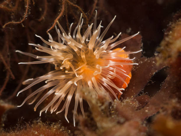 istock Sea anemone from Oslo fjord 1433424254