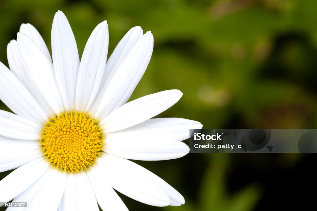 Daisy Close-up of a daisy Daisy Stock Photo
